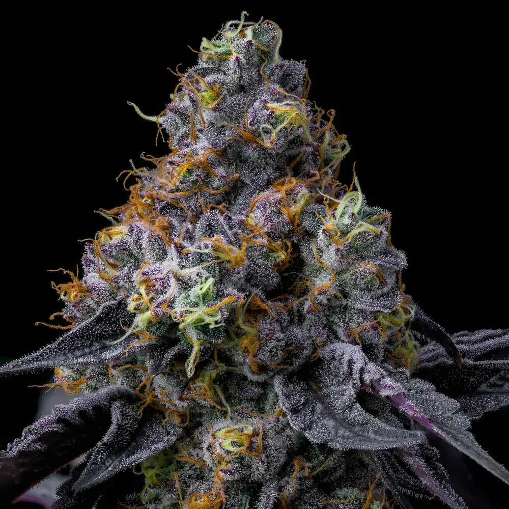 Barney's Farm - Rainbow Sherbet - Semi Di Cannabis Femminizzata