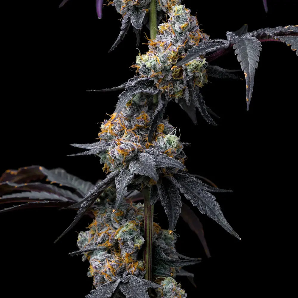 Barney's Farm - Rainbow Sherbet - Semi Di Cannabis Femminizzata