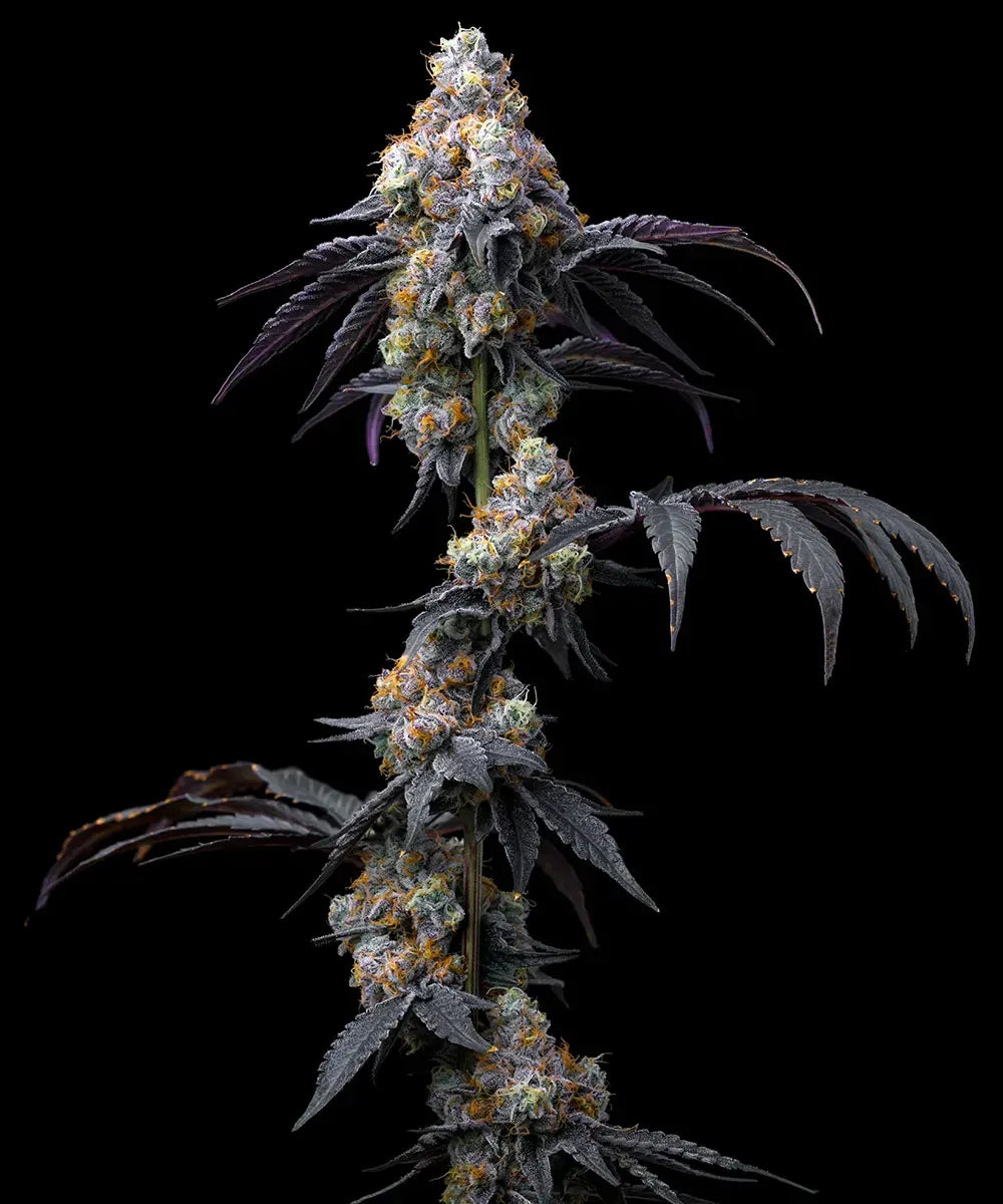 Barney's Farm - Rainbow Sherbet - Semi Di Cannabis Femminizzata