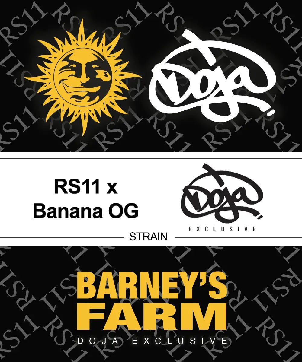 Barney's Farm - Rs11 x Banana Og - Semi Di Cannabis Femminizzata