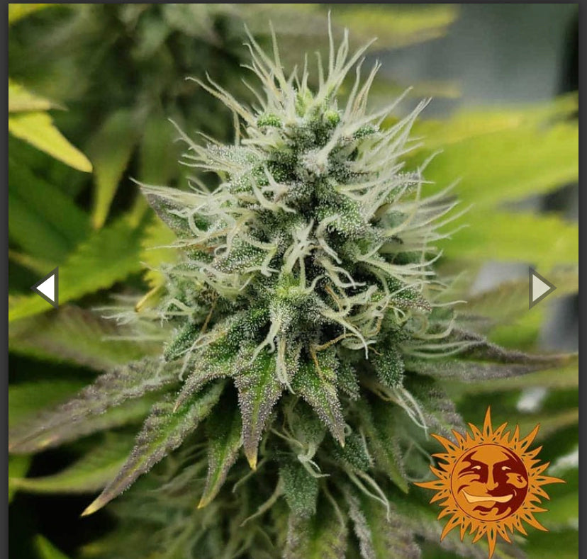 Semi Di Cannabis  - Pineapple Chunk - Barney's Farm Femminizzata